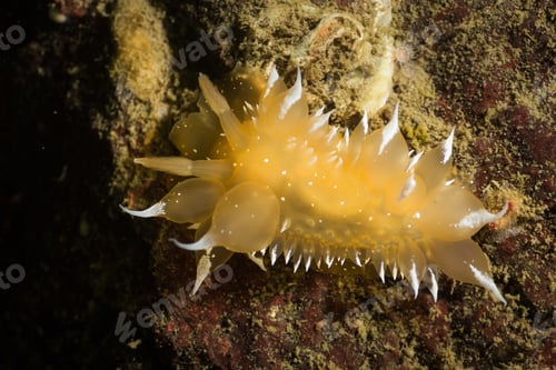 Preview: Dorid