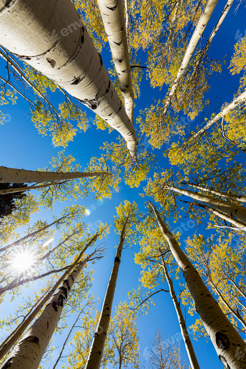 Preview: wide angle view looking up at autumn aspens