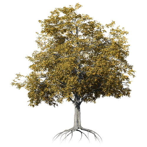 Preview: European Beech Fall Tree Front view isolated on white background
