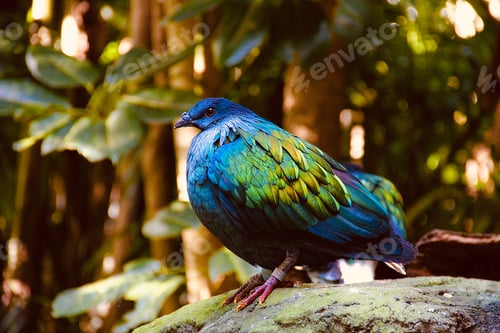 Preview: Closeup shot of a Nicobar pigeon settled on stone surface in the nature