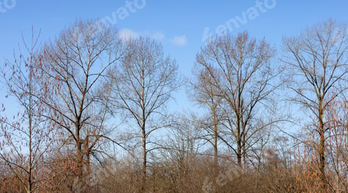 Preview: Trees without leafs in a city park during a sunny winter day