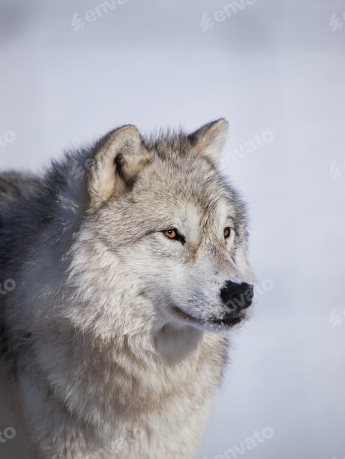 Preview: Wolf alpha male profile closeup