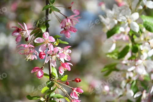 Preview: Pink and white blossoms of a flowering weeping crabapple tree - nature background