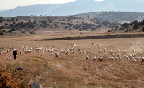 Preview: sheep grazing on the field