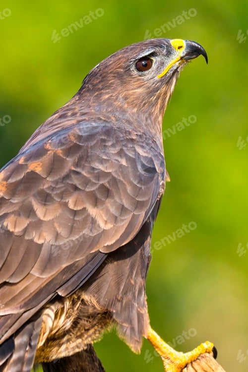 Preview: Buzzard, Mediterranean Forest, Spain