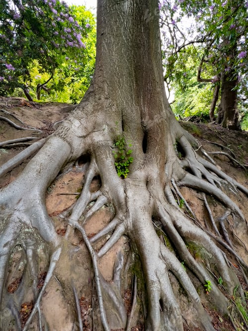 Preview: Forest - Tree Roots