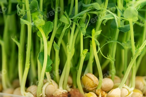 Preview: Young green sprout of micro green on blurred background