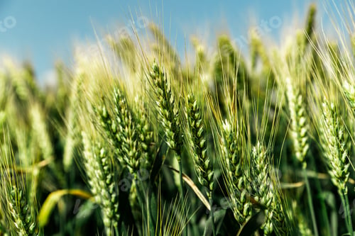 Preview: Close up of ripe wheat ears against beautiful sky with clouds.