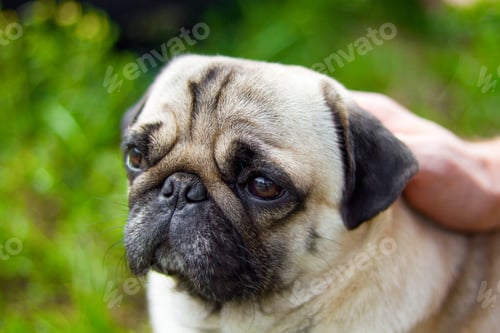 Preview: Pug walking green forest. Pug, portrait. Pug dog playing outdoors. Portrait of beautiful male Pug