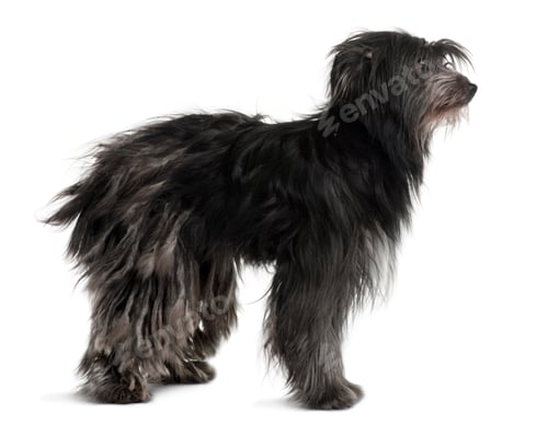Preview: Pyrenean Shepherd, 2 Years Old, standing in front of white background