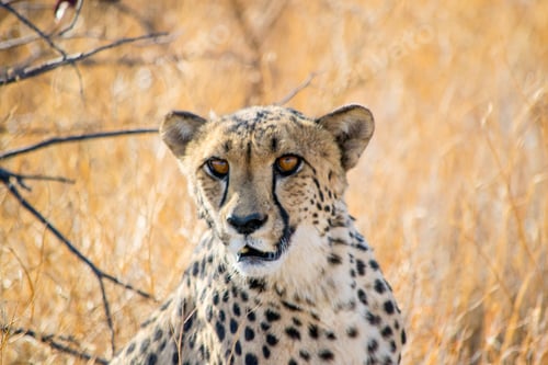 Preview: Close up shot of a beautiful cheetah in the wilderness