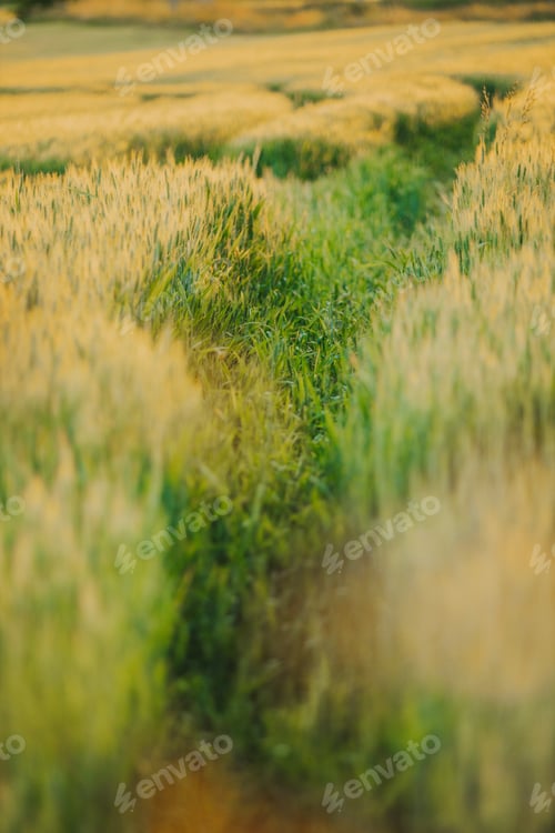 Preview: Path through the barley field