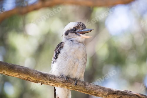 Preview: Native Australian Kookaburra perched on a gum tree branch