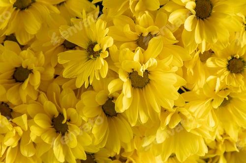 Preview: Yellow chrysanthemum flowers. Flower close-up. Floral background.