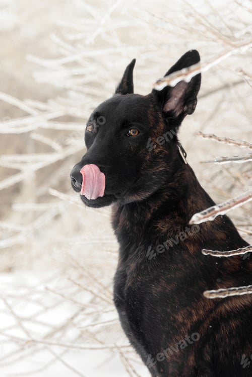 Preview: Happy Black Dutch Shepherd Dog with Tongue Out in Snow