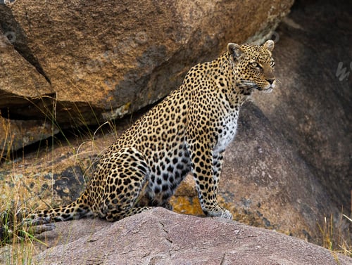 Preview: A Best wildlife vacations in Pictures