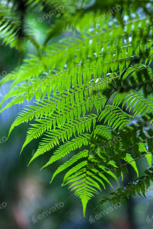 Preview: Rainforest green leaf