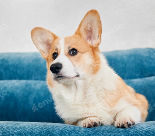 Vista previa: Adorable perro Corgi tumbado en el sofá azul.