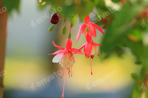 Preview: Fuchsia (Fuchsia hybrida) in greenhouse,Regensburg, Germany