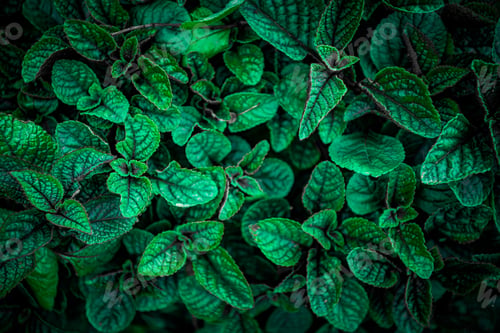 Preview: Nature View Of Green Leaf Background, Dark Wallpaper Concept.