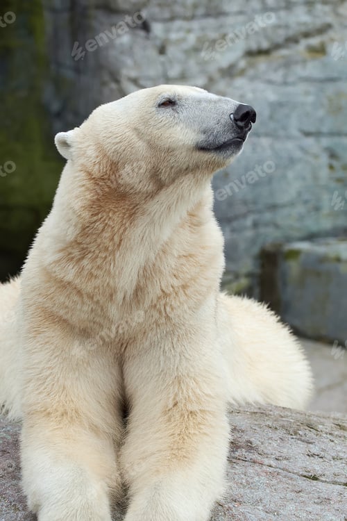 Preview: Polar Bear (Ursus maritimus)