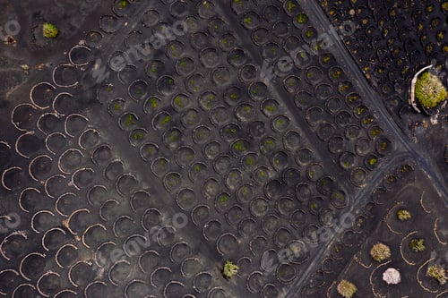 Preview: top view of vines growing in pits