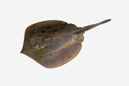 Preview: Detailed Stingray Specimen