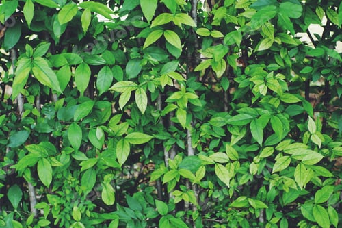 Preview: Beautiful green leaves background. Natural creative layout for wallpaper and advertising.