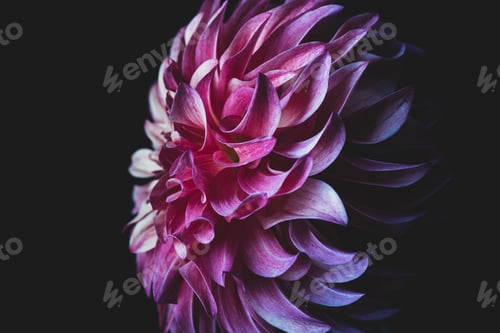 Preview: Rooster Dahlia Flower