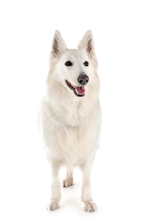 Preview: White Swiss Shepherd Dog
