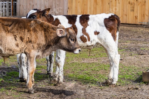 Preview: Young calves grazing at an eco-farm focused on natural living in a rural setting