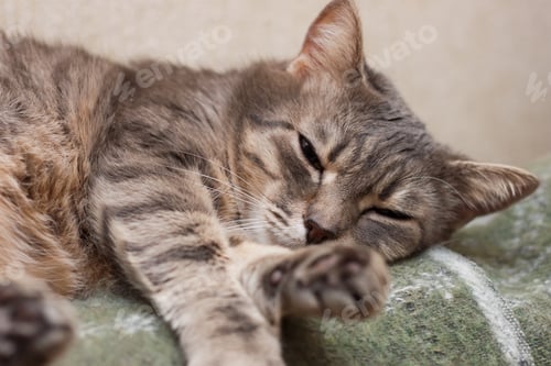 Preview: Portrait of cute sleeping tabby gray domestic cat closeup