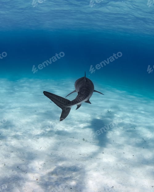 Preview: Tiger shark (Galeocerdo cuvier) under the ocean