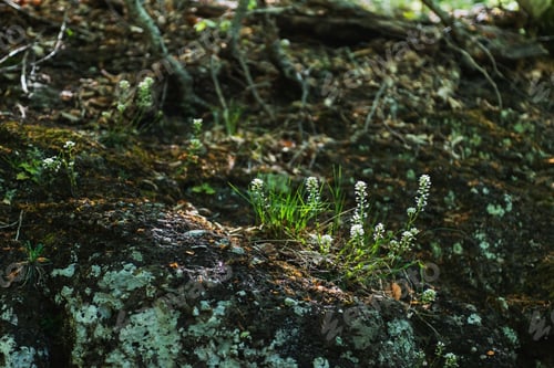Preview: Mountain Landscape- Springtime Mystical Nature. Journey Through Roads And Stone- Hiking Pathways.