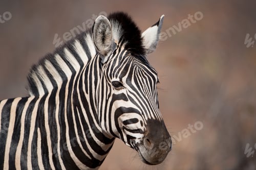 Preview: Closeup shot of a zebra with a blurred background