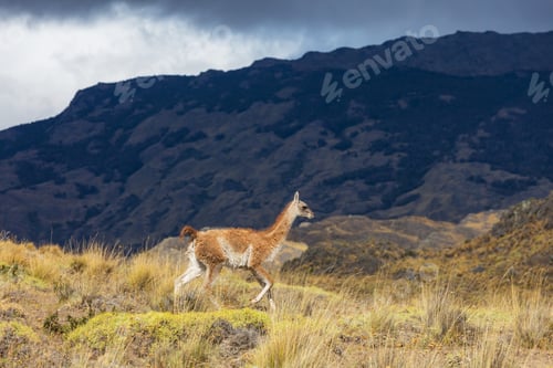 Preview: Guanaco