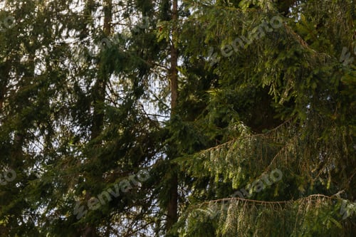 Vorschau: Zweige der Fichte im Wald
