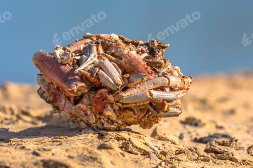 Preview: Pellet of gull