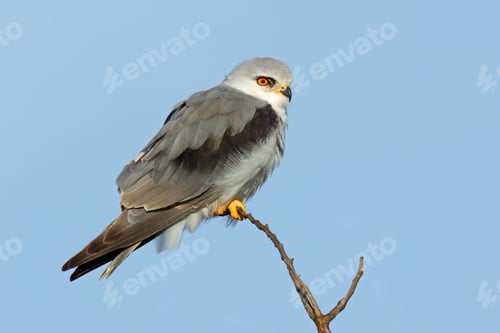 Preview: Black-shouldered kite perched on a branch