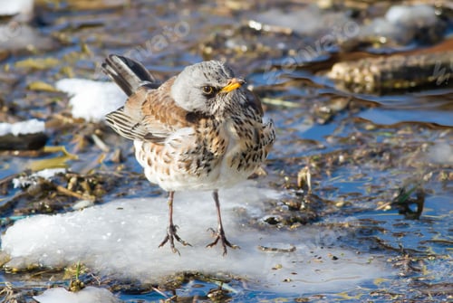 Preview: Fieldfare, Turdus pilaris. A bird sits on a snowy islet in a small river