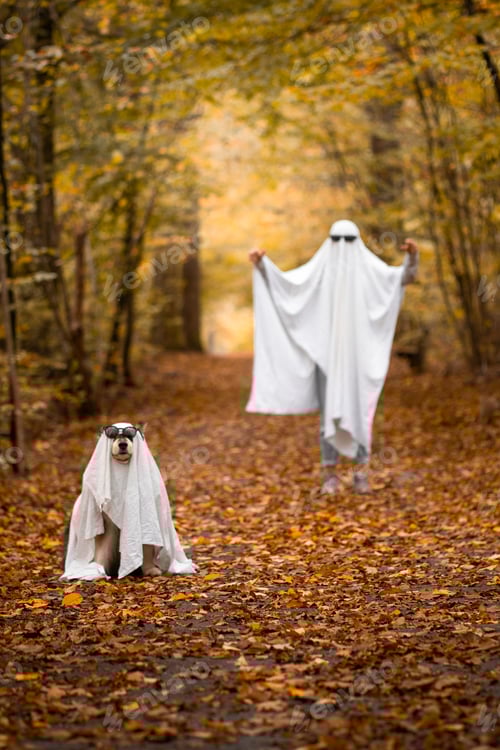 Preview: Portrait of Finnish Lapphund dog and person