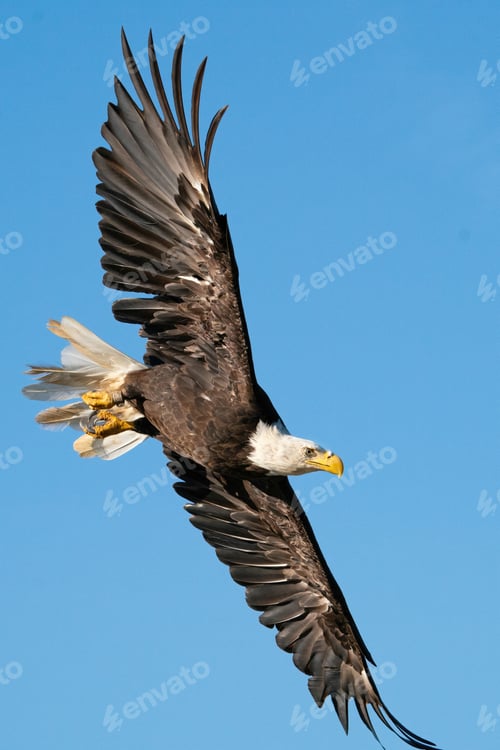 Bald Eagle Soaring Through a Clear Blue Sky