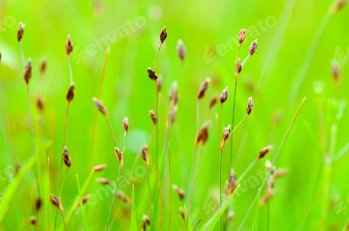 Preview: Beautiful wild flowers in a meadow, Flower background.