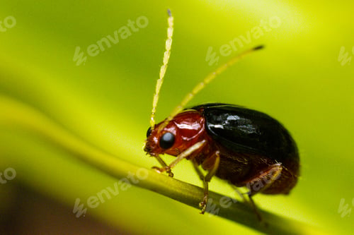 Preview: Small insects macro details texture kenya east africa