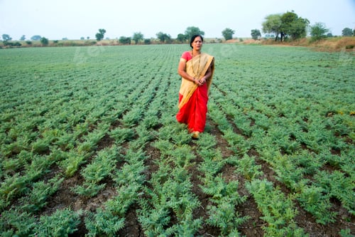 Preview: Indian woman in traditional clothes walking in chickpea field