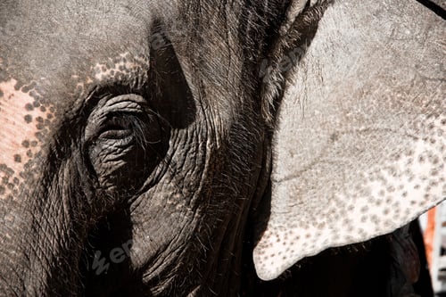 Preview: Elephant portrait