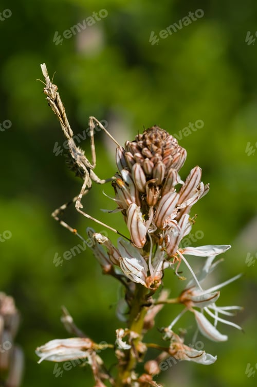 Preview: Conehead mantis, Empusa pennata