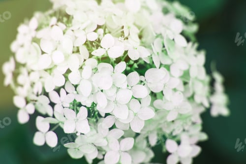 Preview: white hydrangea flower with copy space on a green leaves background in the garden