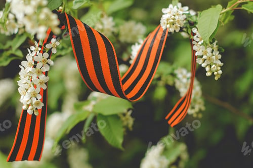 Preview: St. George’s ribbon on a spring blooming cherry tree on May 9 Victory Day. Patriotic war in Russia.