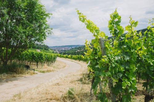 Preview: road and vineyard with trees on sides in Wurzburg, Germany